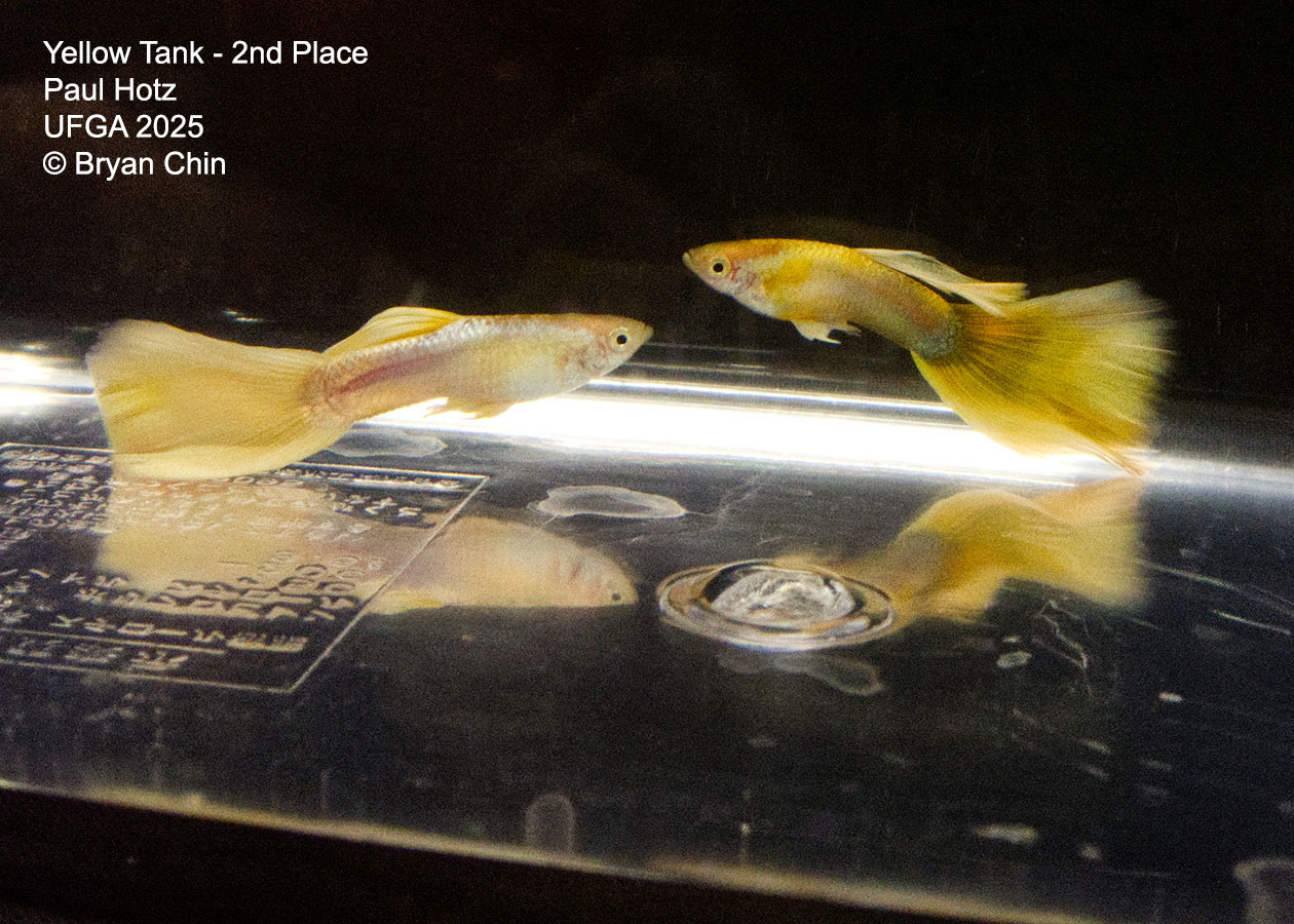 Guppy Yellow